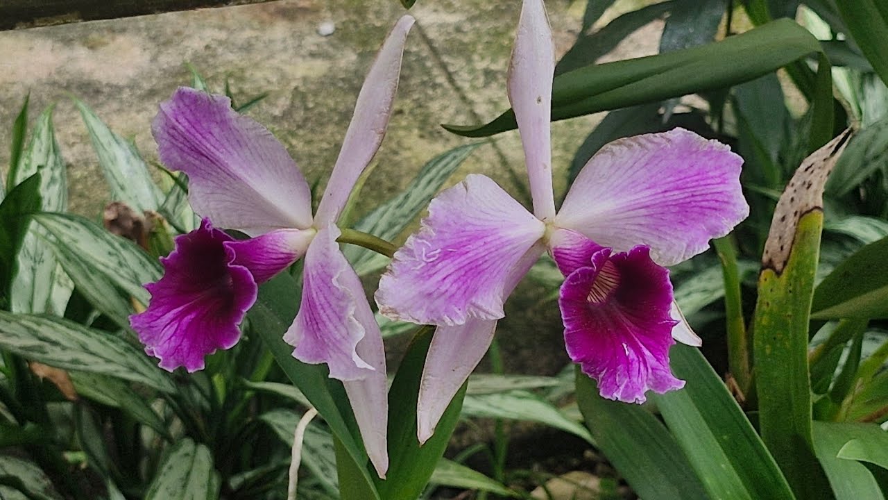 A Trajetória da orquídea Laelia Purpurata Rubra no cultivo em vaso sem substrato. 