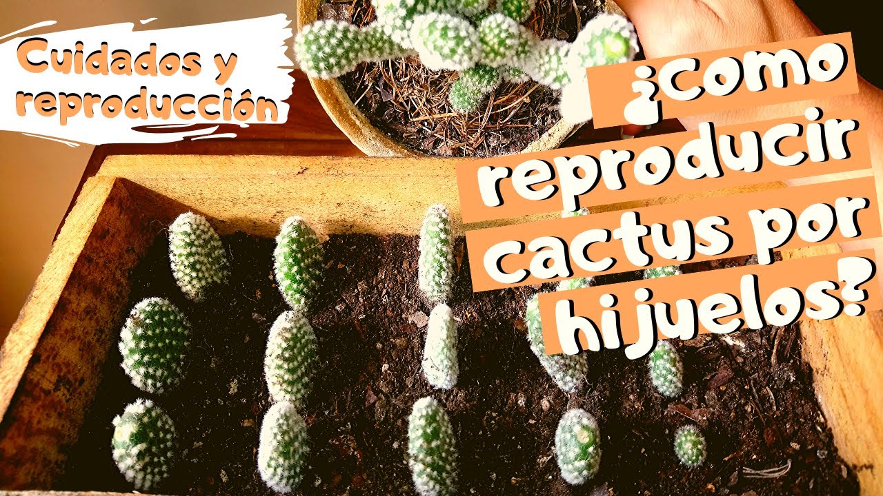 CACTUS OREJAS de MICKEY  | REPRODUCCIÓN y CUIDADOS Opuntia Microdasys