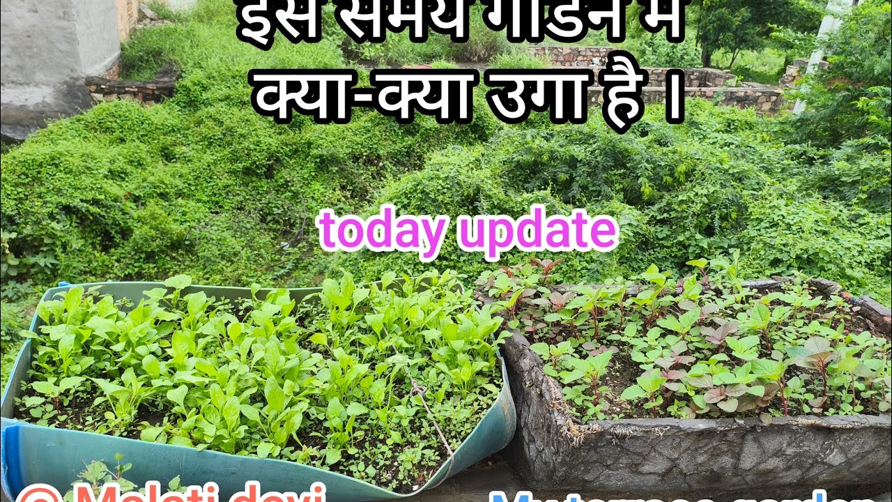 गार्डन अपडेट 2, palk,chaulai, bins and pumpkin#garden#gardening 