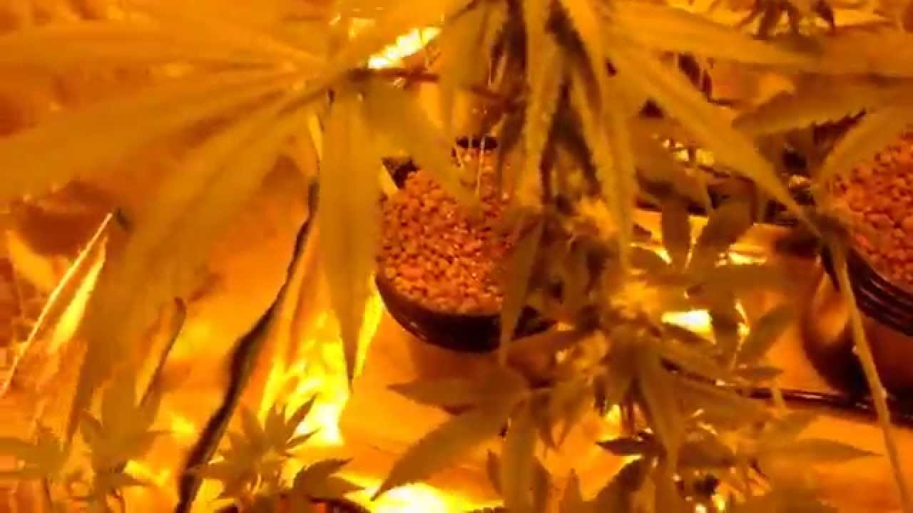 What Do You Call Weed?  Mary Jane, The Purp, Purple, Code Name For The Chronic?