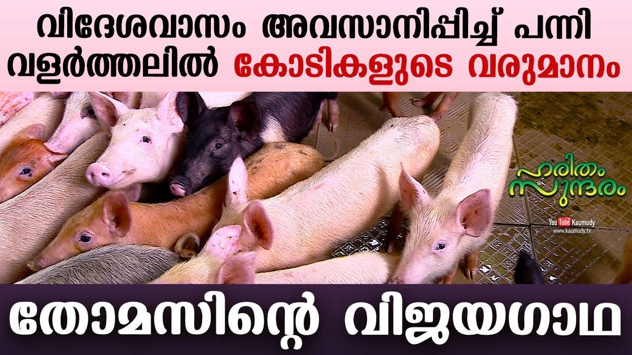 Make Crores from Pig farming | Success story of Thomas | Yeroor,Kollam | Haritham Sundharam | EP 282