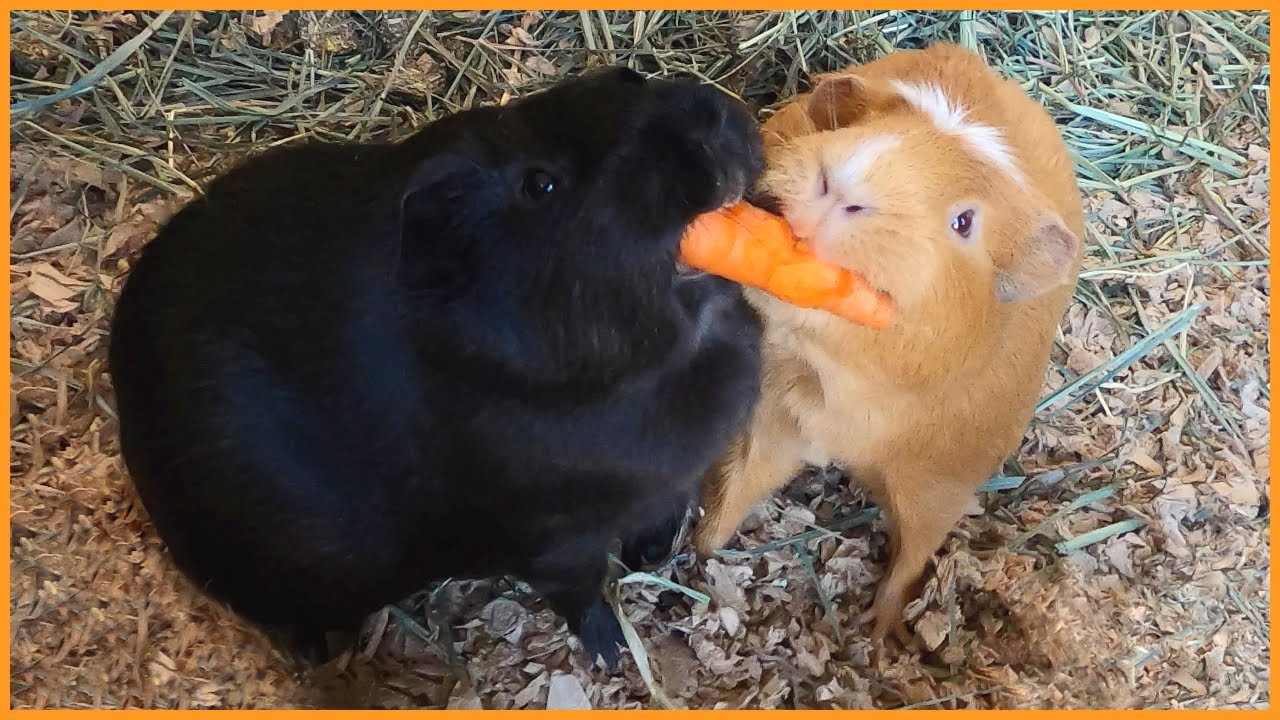 Guinea pigs + carrot = comedy