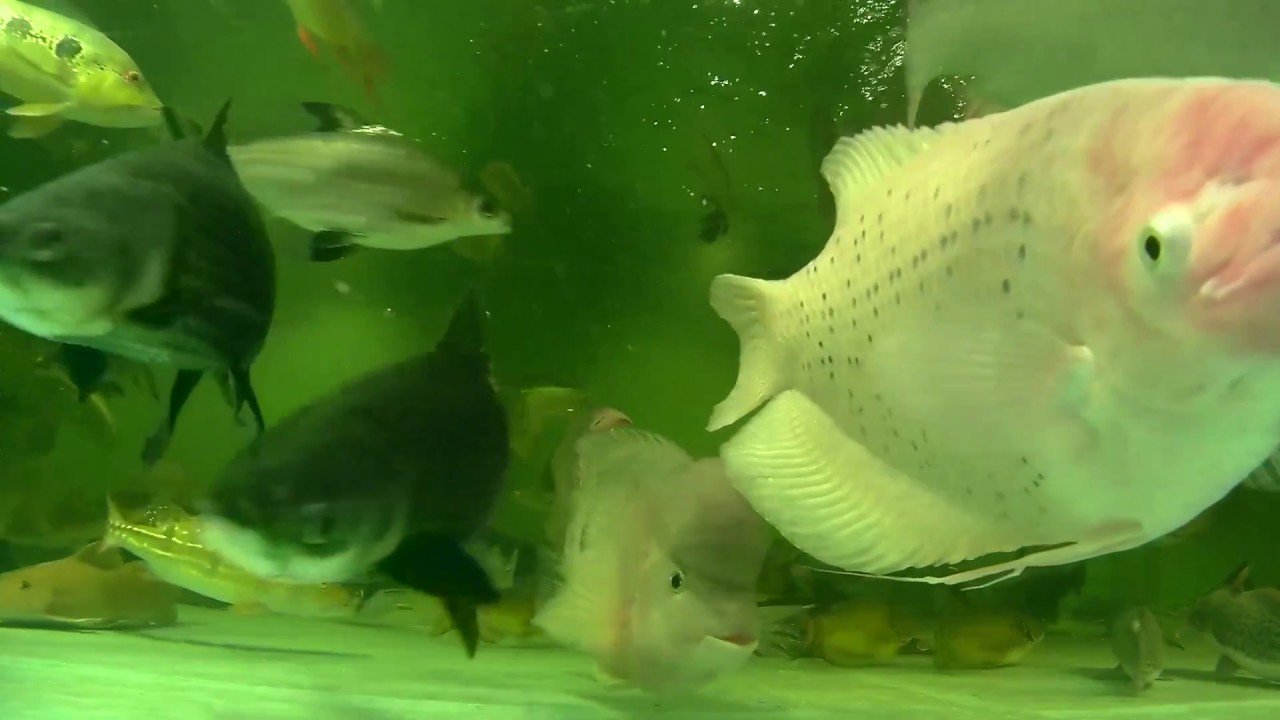 Two Siamese giant carp & Catla catla, ~14