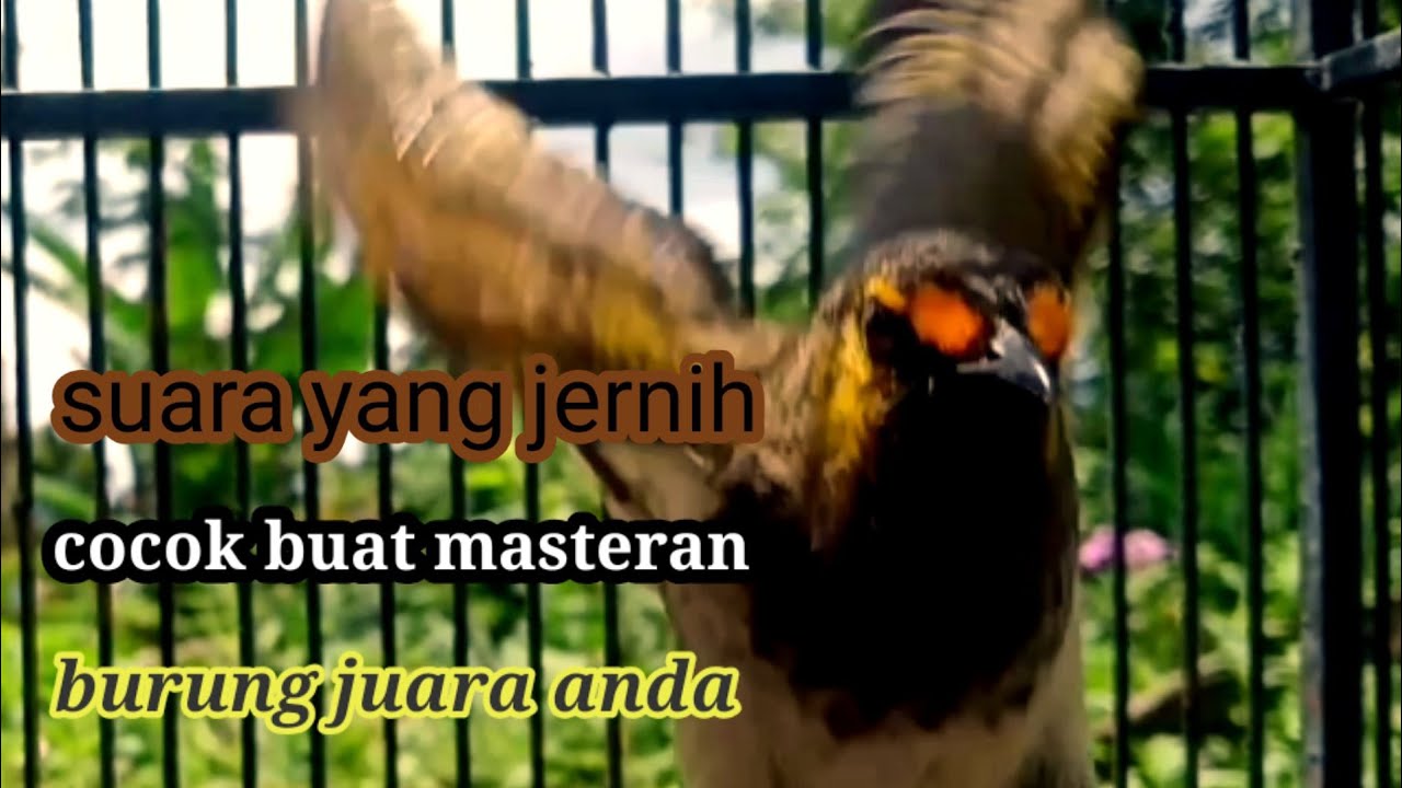 cucak wilis,cucak wilis gacor suara jernih