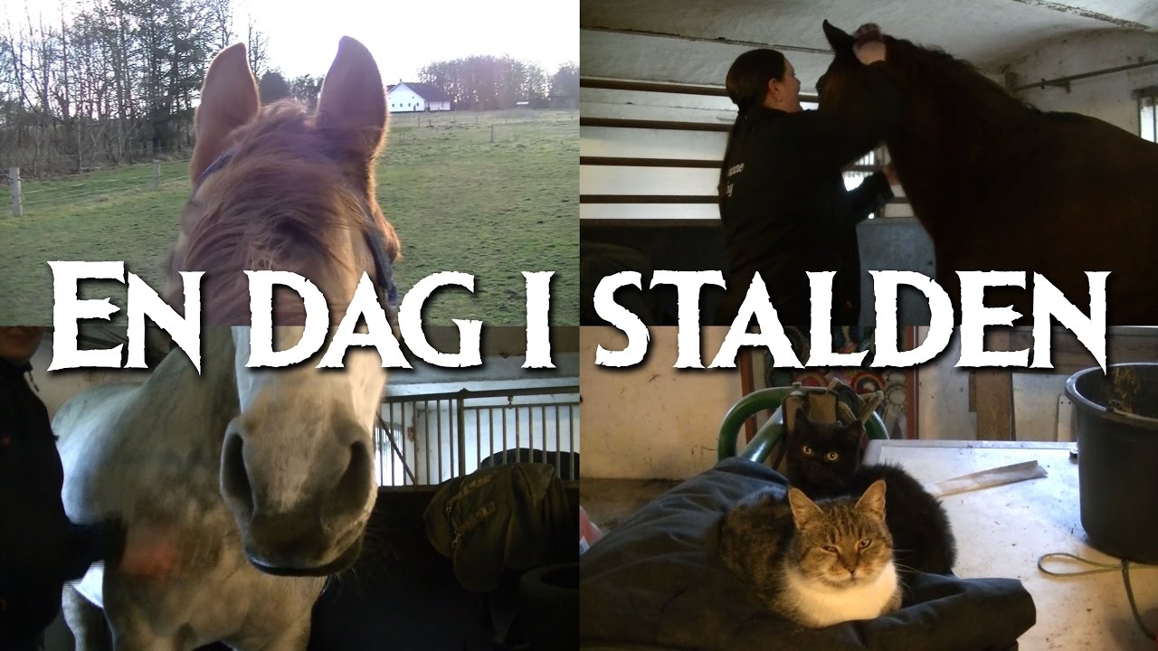 En dag i stalden