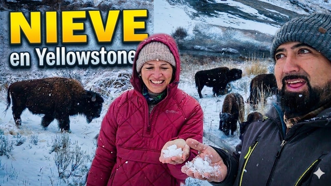 🚫 TODO CERRADO | animales salvajes e inesperada nieve en Yellowstone EEUU