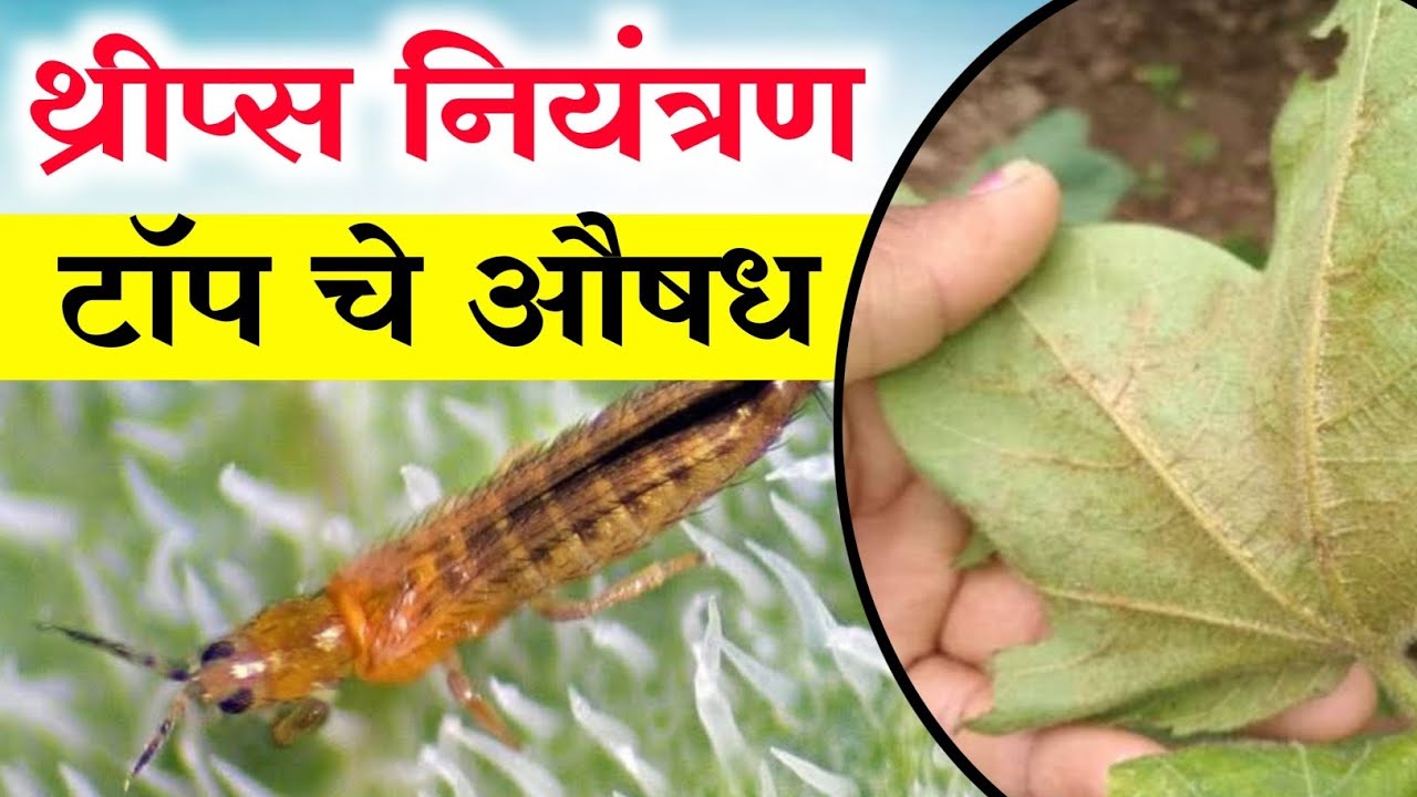 थ्रीप्स नियंत्रण करण्यासाठी सर्वात टॉप चे औषध 🤯 Thrips control 