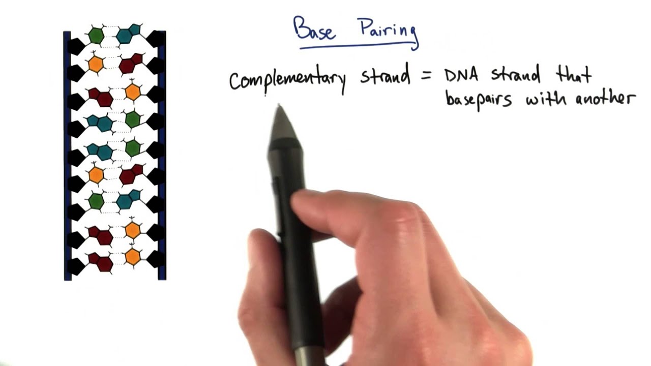 Base Pairing - Tales from the Genome