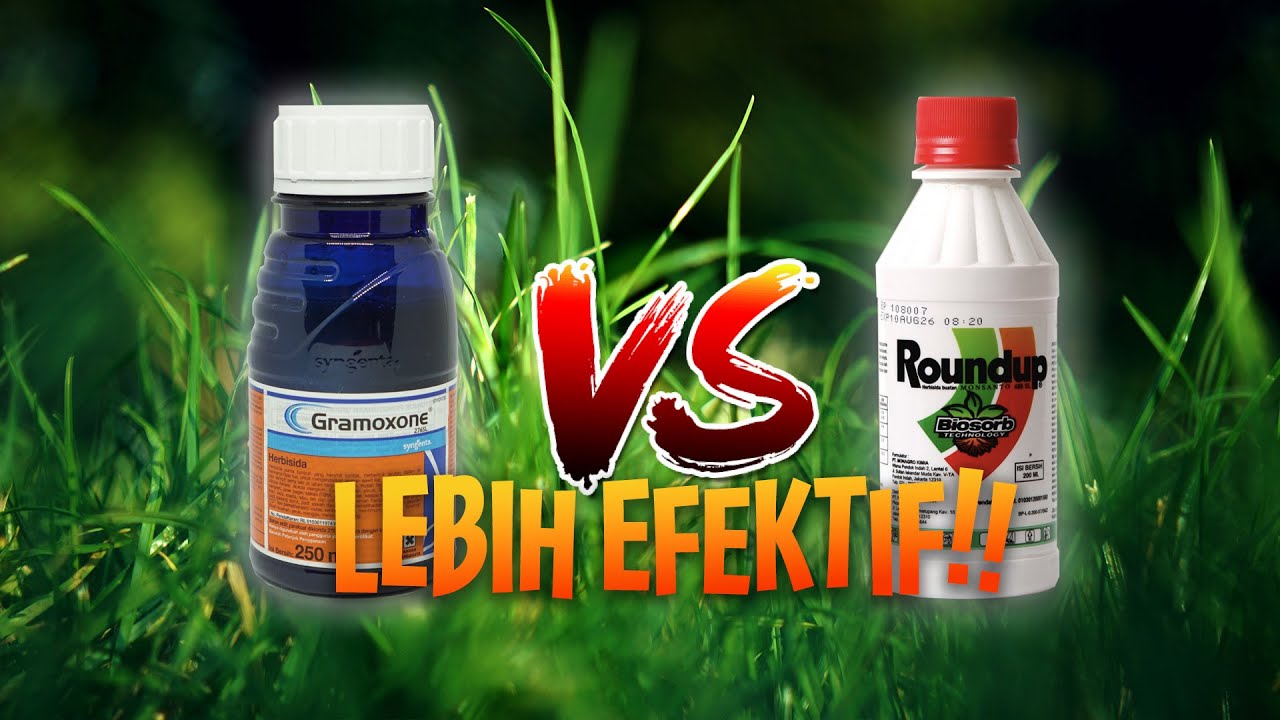 Roundup VS Gramoxone Efektif mana????