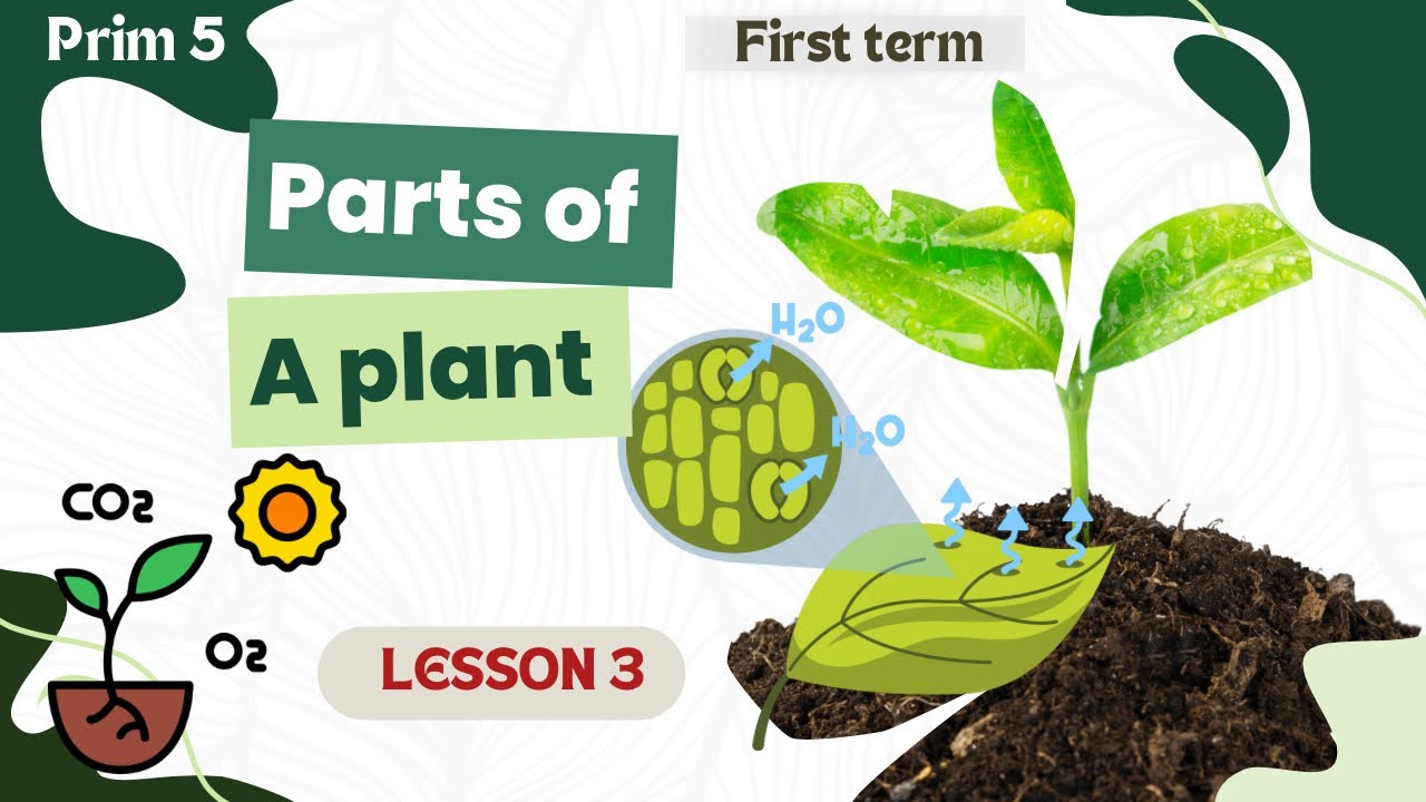Parts of a plant | Grade5 Science Explained | Unit1 - Concept 1 - Lesson 3 | 2026 | With Miss Nada