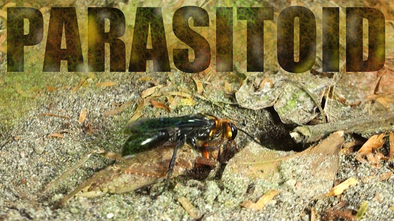 Parasitoide Wespe mit erbeuteter Laubheuschrecke, Costa Rica