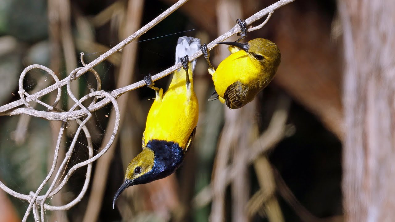 Australia Part 16. Birding N Cape York: Portland Road & Chilli Beach Sep 20 #canonr5