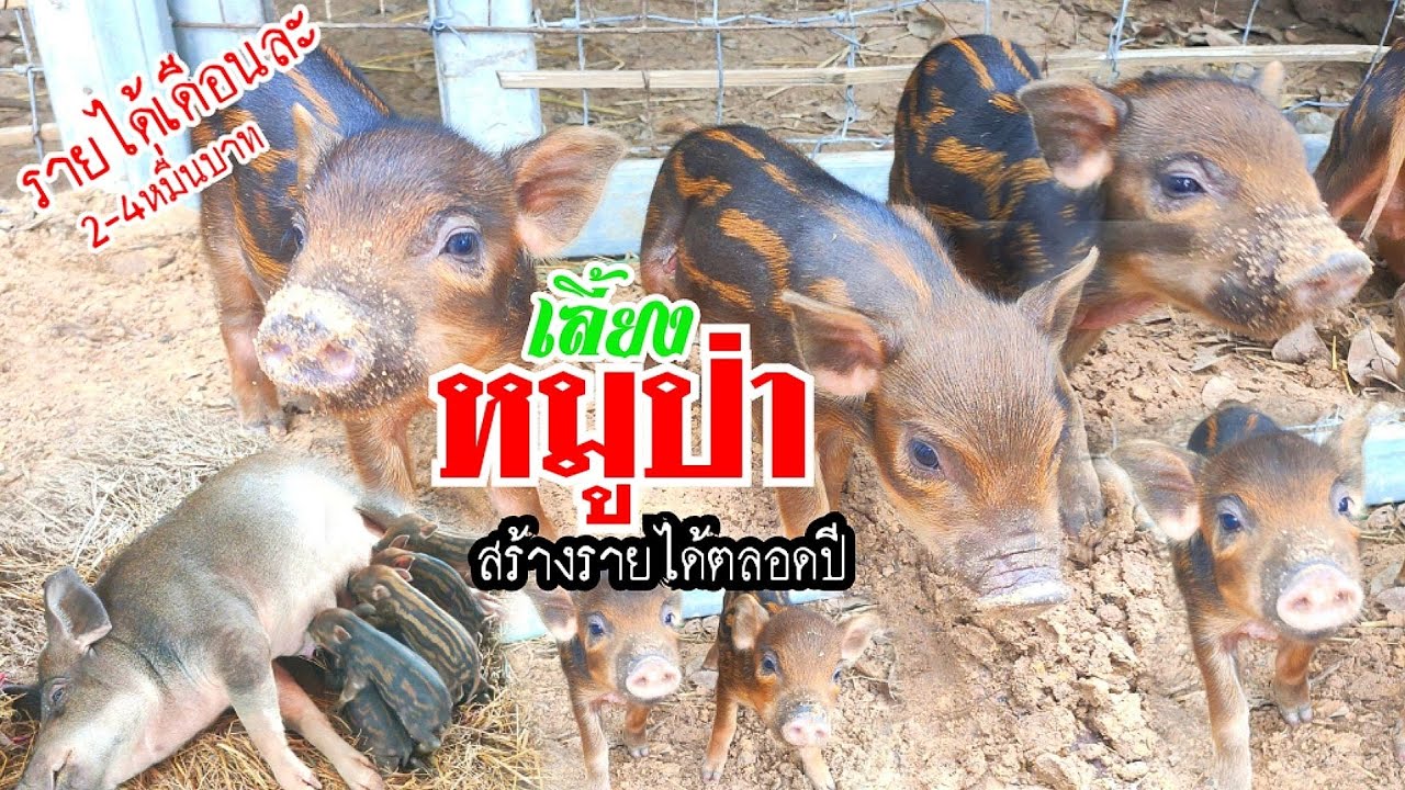 เลี้ยงหมูป่า 4 สายพันธุ์ สร้างรายได้เดือนละ 20,000-40,000 บาท/เดือน