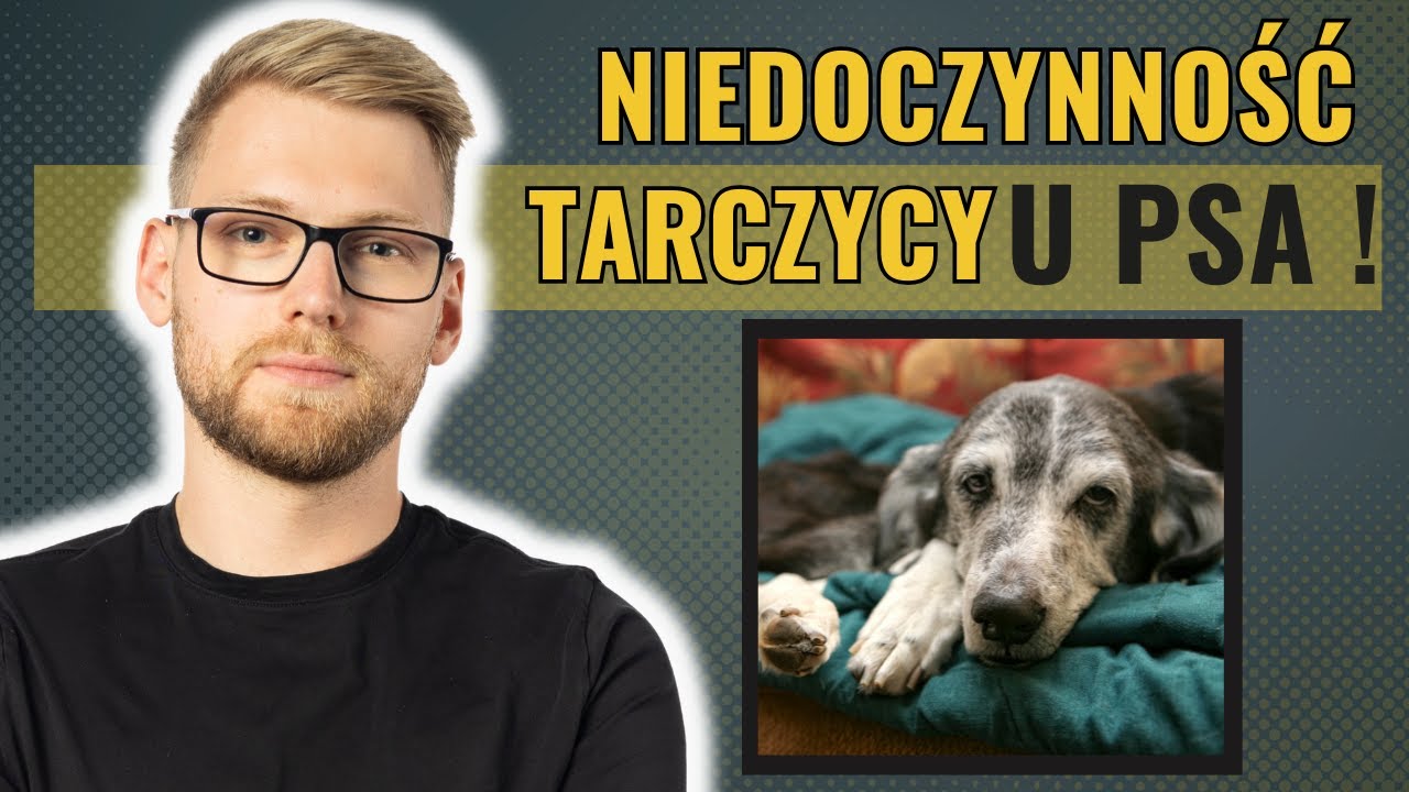 Niedoczynność tarczycy u psa - objawy, leczenie, DIETA ! 🥩