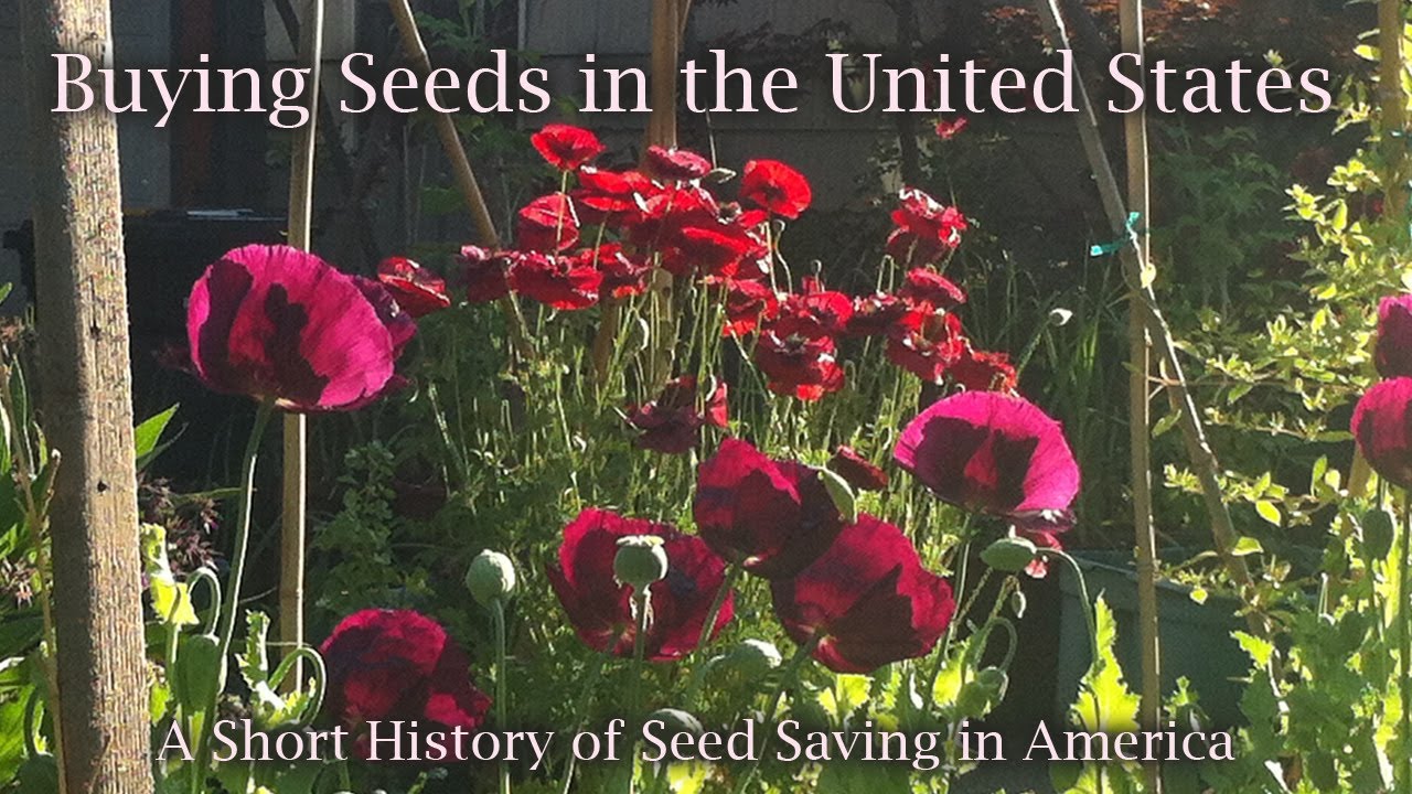Buying Seeds Online in the United States