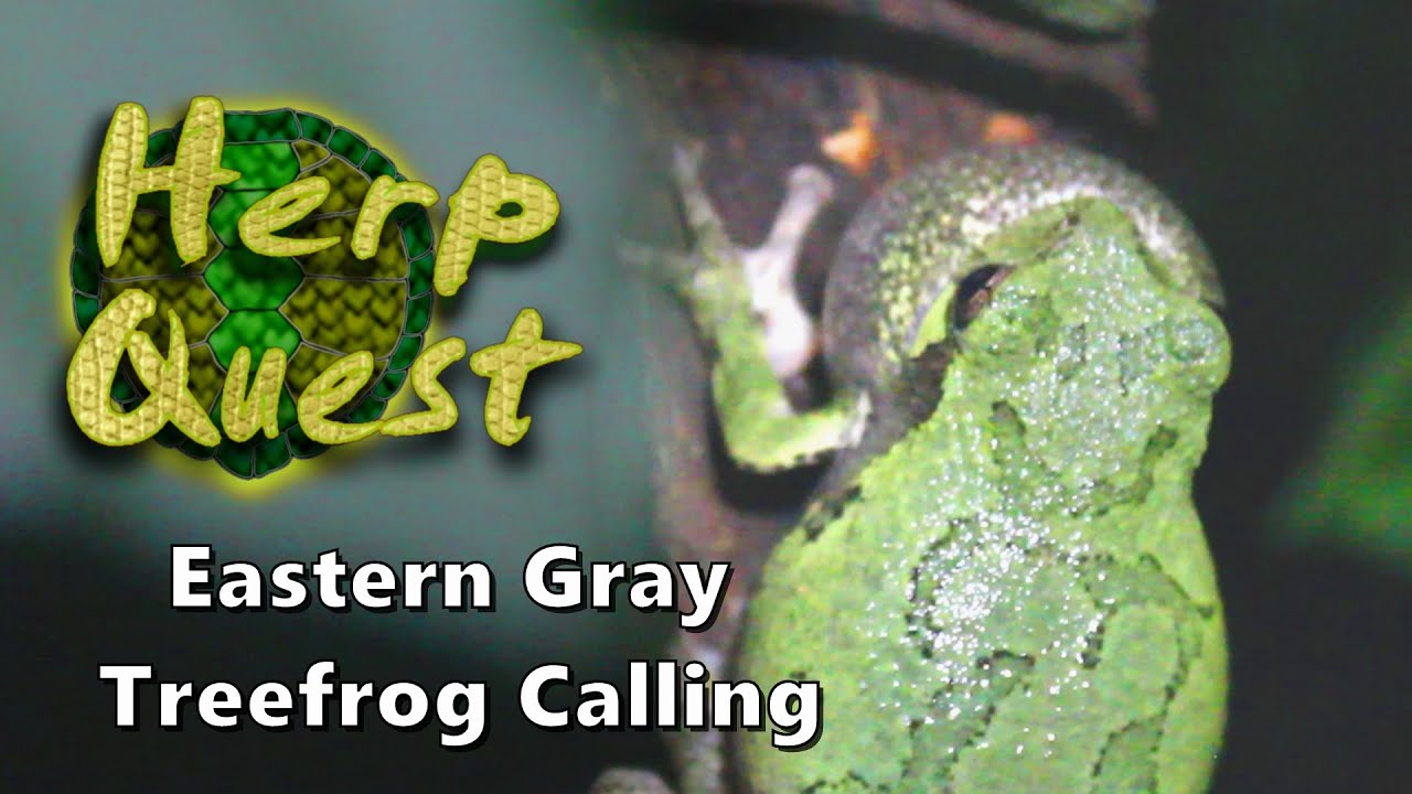 Eastern Gray Treefrog Calling - Herp Quest #14 (Herpetology Education)
