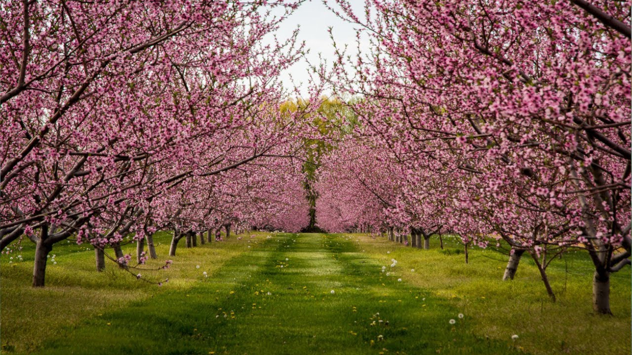 Cherry Blossom in S&R Orchard | Walliston | Western Australia