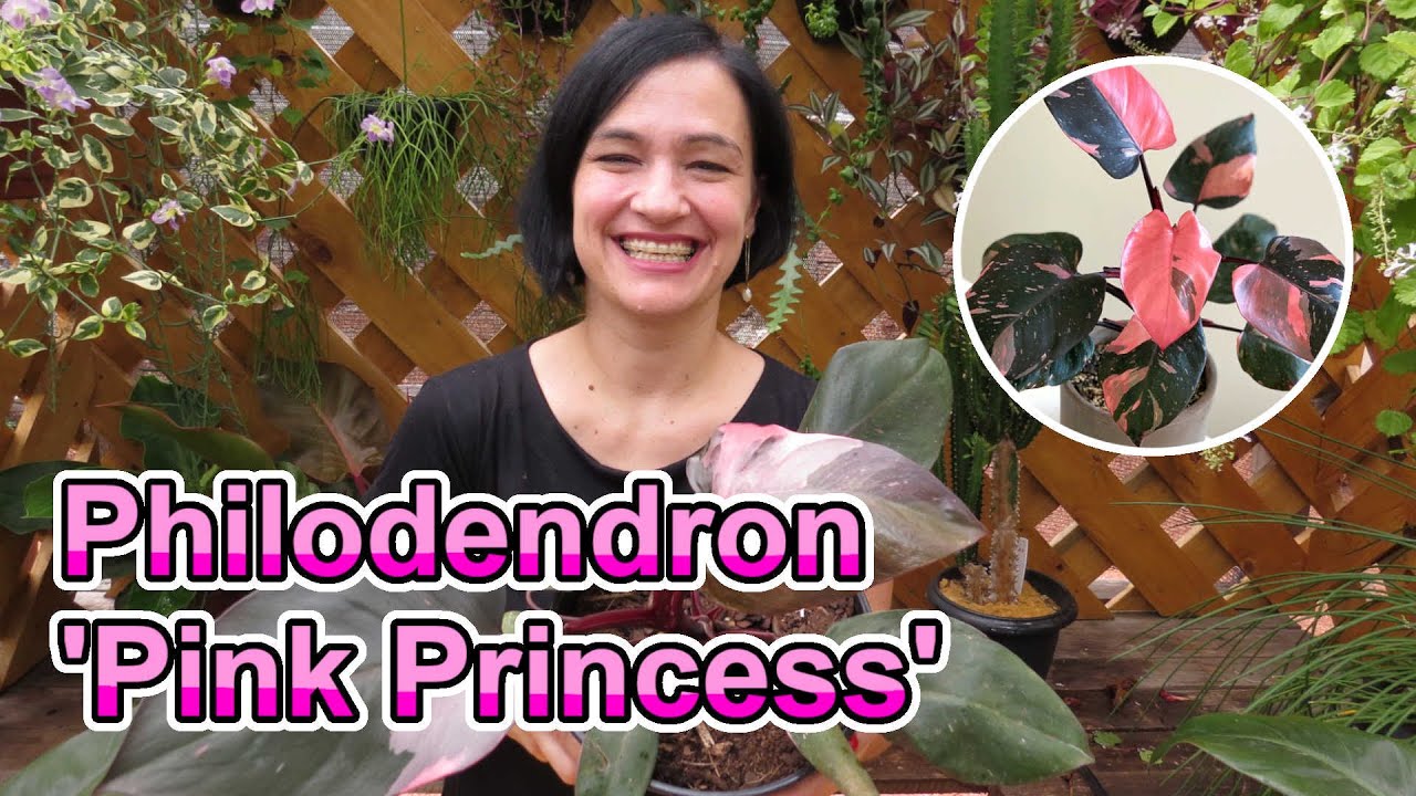 Conheça o LINDO Philodendron 'Pink Princess'