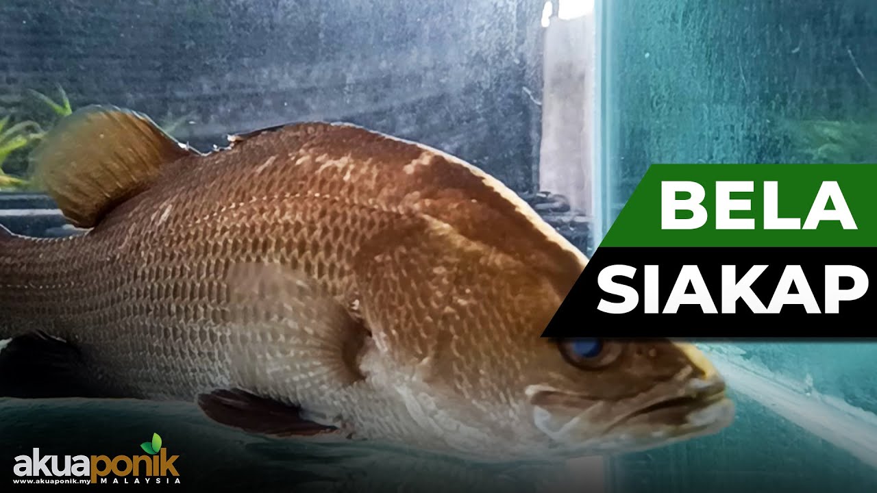 UPDATE SIAKAP | Pengalaman Bela Siakap Di RUMAH Dalam POLY TANK | Keperluan Pam oksigen