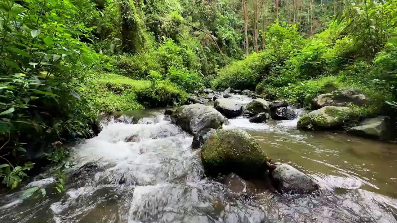 Find comfort tonight with gentle river sounds near a calm forest stream to ease your anxiety fast