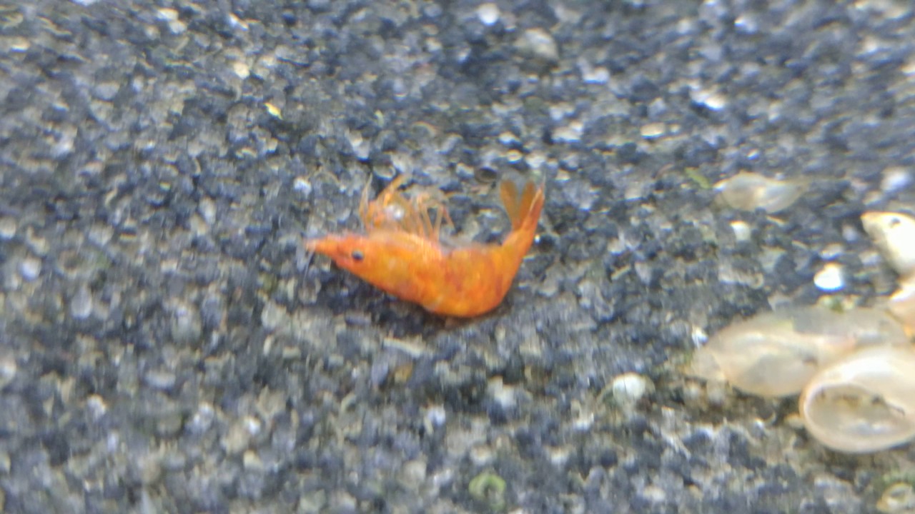 The unfortunate side effects of GH change on shrimp