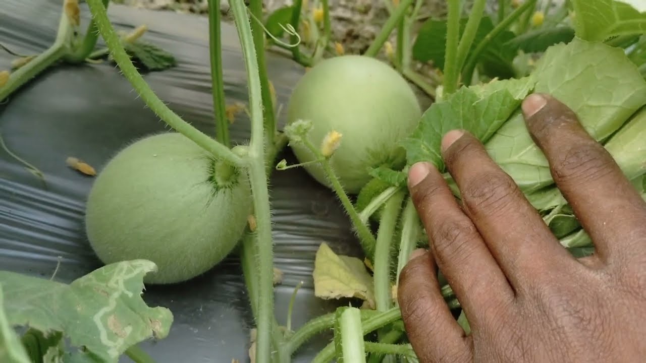 खरबूजा की वैज्ञानिक खेती!Kharbuja ki kheti kaise kare!Muskmelon farming!Batti ki kheti