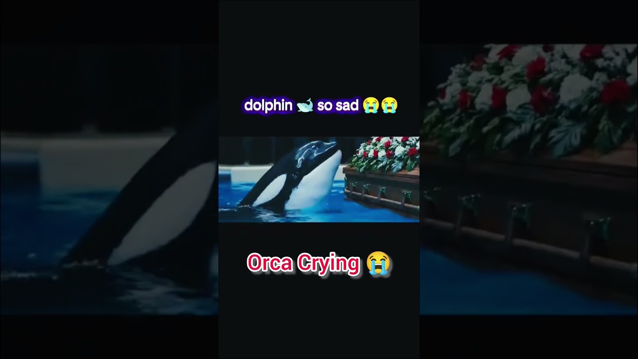 Orca's Crying after watching Jessica Radcliffe's Grave | #jessicaradcliffe #orca #orcaattack