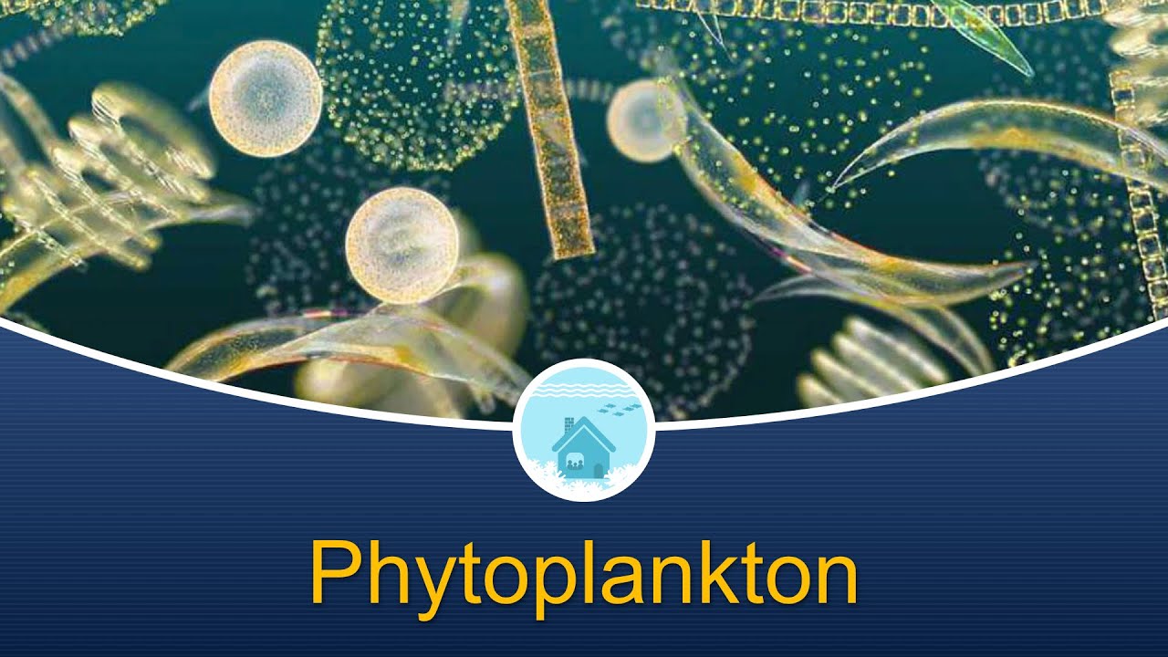 Морская биология дома 4: Фитопланктон