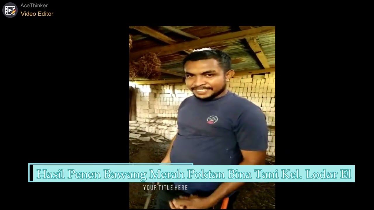 Panen Raya Bawang Merah di Kota Tual