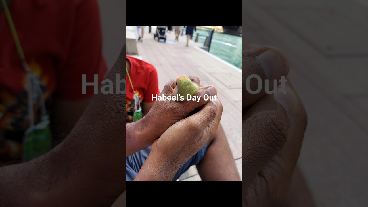 Peach faced lovebird spends a day out in downtown. #peachfaced #lovebird #lovebirds #dayout