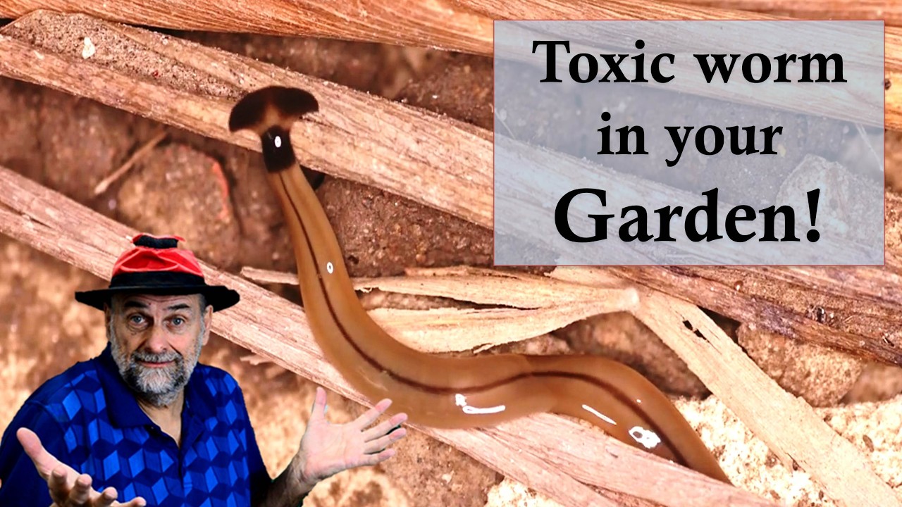 This Toxic Hammerhead Worm Might Be in Your Backyard!