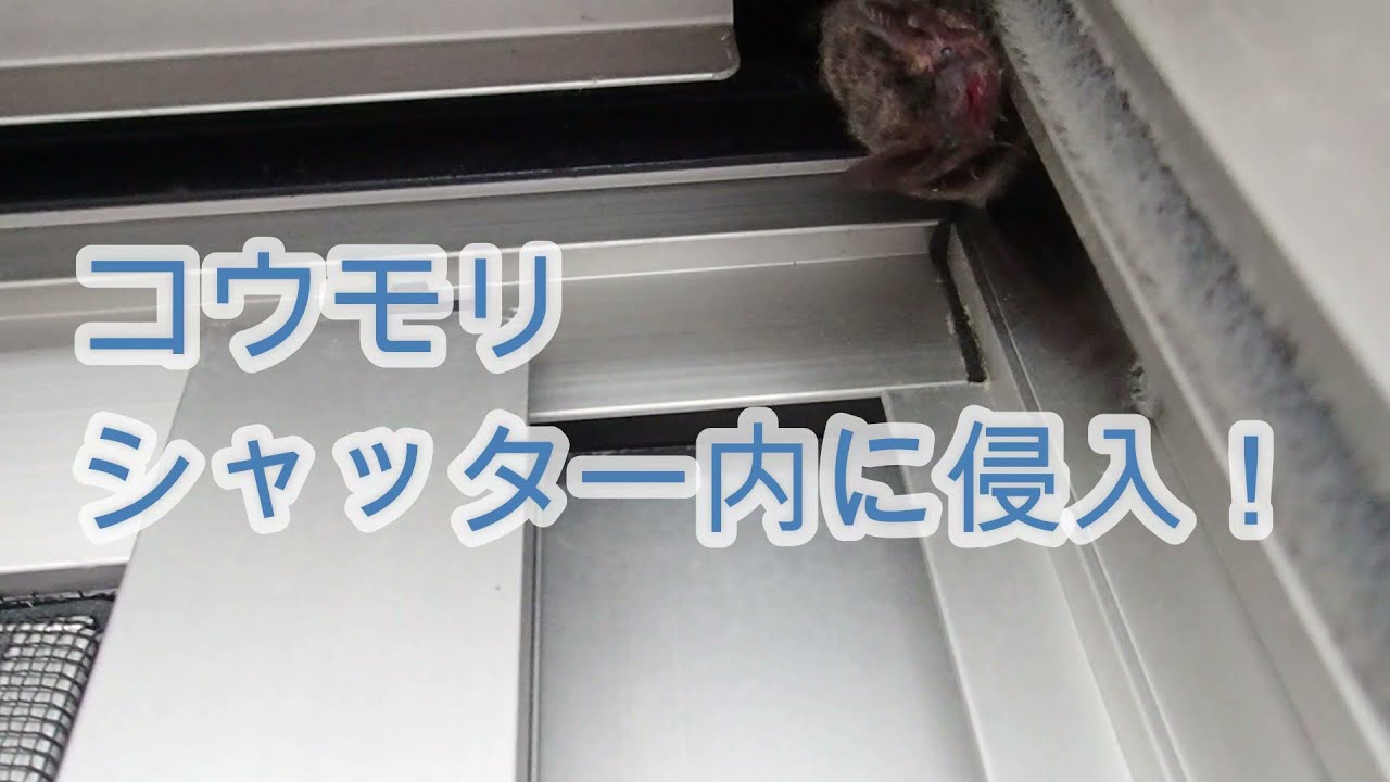 小動物用追い出しスプレーで、コウモリ追出し作業！シャッターボックス！