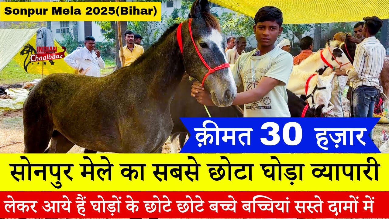 सोनपुर मेले का सबसे छोटा घोड़ा व्यापारी लेकर आये है घोड़ों के सस्ते बच्चे Sonpur Mela 2025