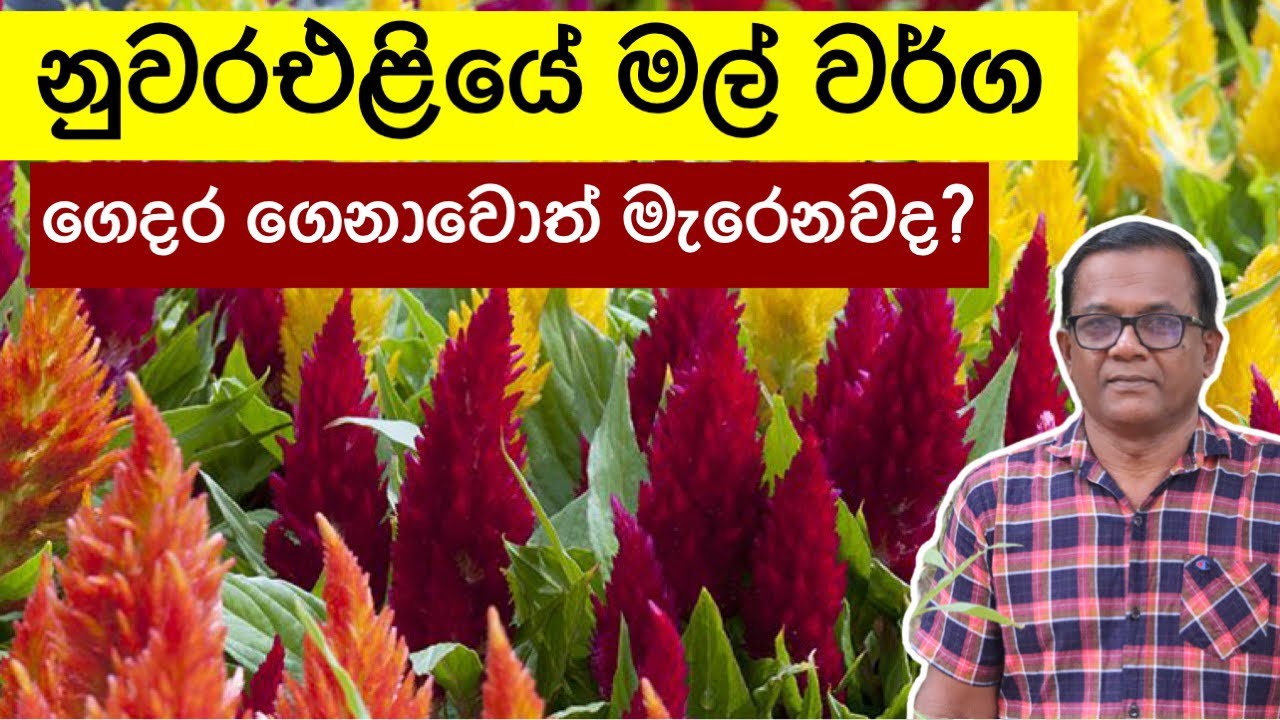 මේ විදියට හිටෙවුවොත් නුවරඑලියේ වගේ මල් පිපෙන සිලෝසියා | Celosia argentea | Ceylon Agri | Episode 269