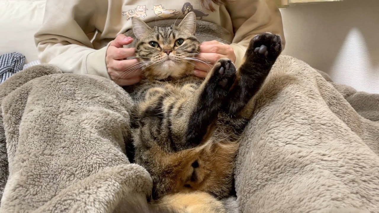 【捕獲】メルホイホイ