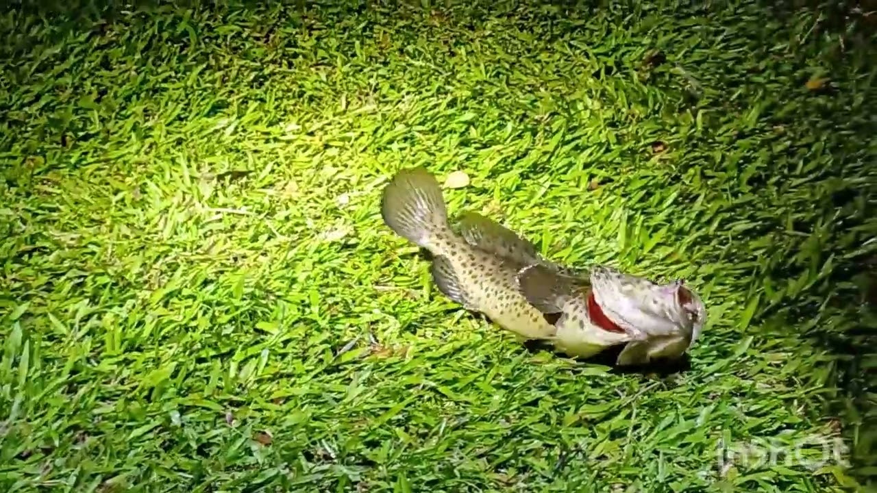 Who says pasir ris no fish...#fishing #breaker