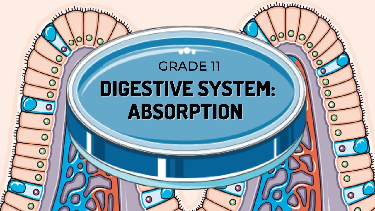 EASY TO UNDERSTAND |ABSORPTION | THE VILLI