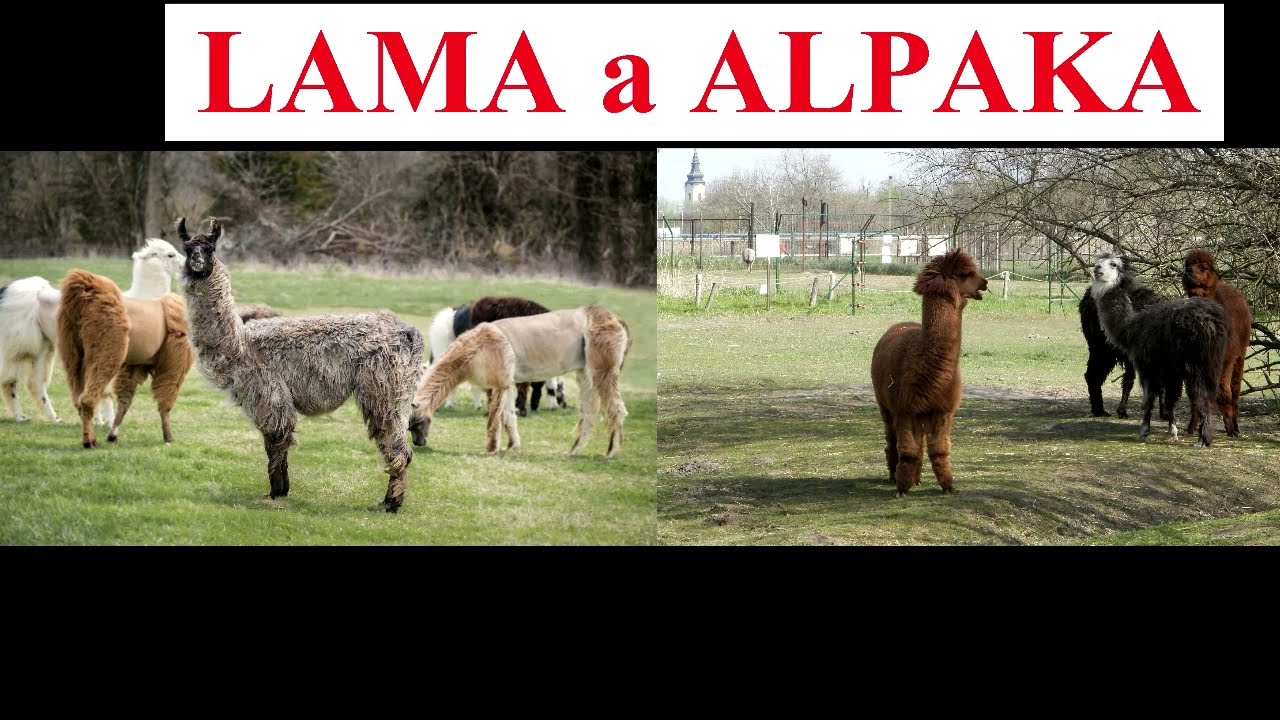 LAMA a ALPAKA   czym się r&oacute;żnią