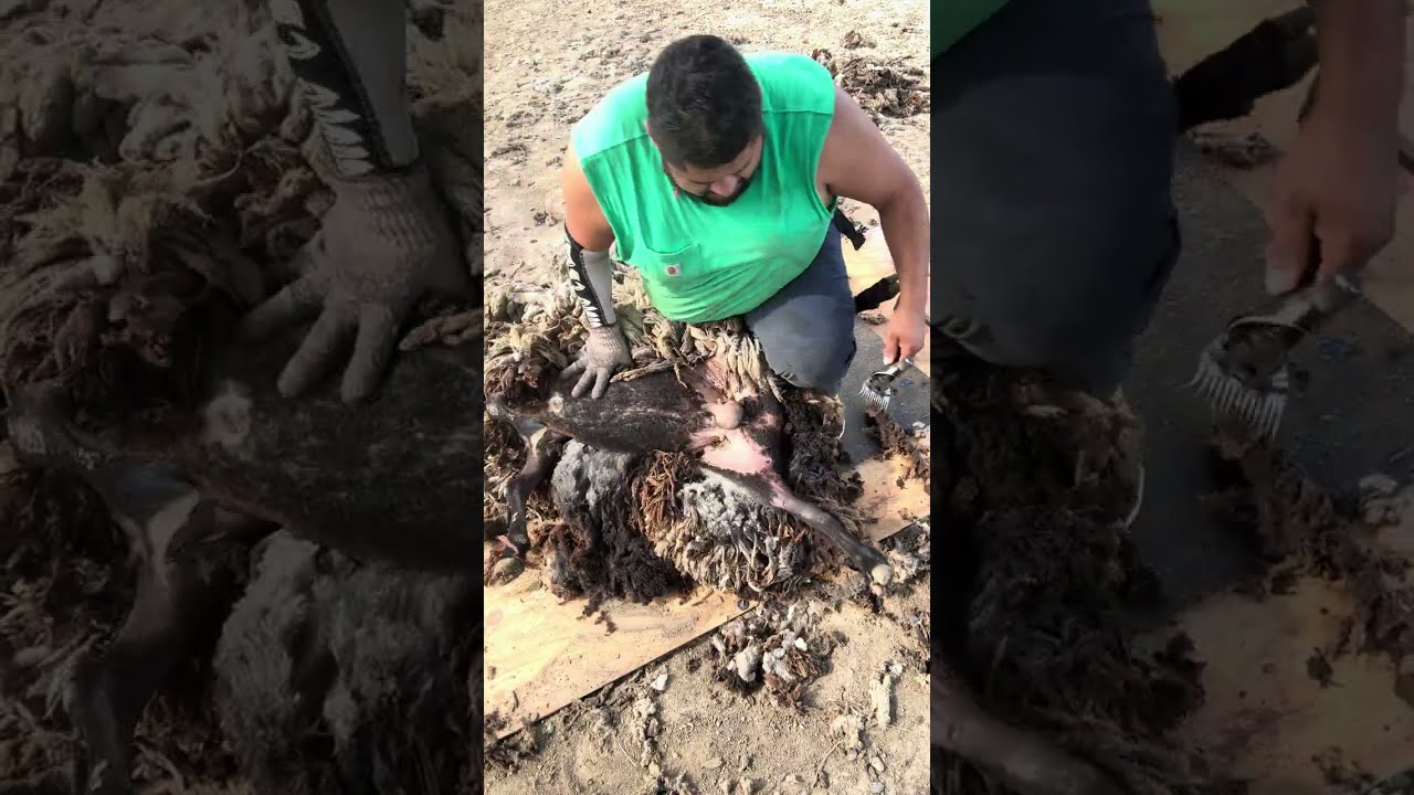 Ricky Ponce shearing a sheep with Overgrown Wool like dreads 🐑🐑🐑