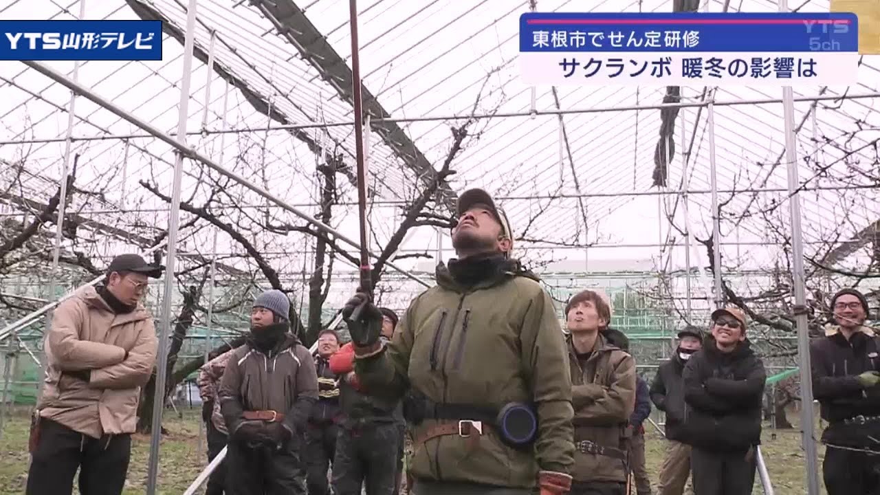 佐藤錦発祥の地・東根でサクランボの剪定のコツ学ぶ