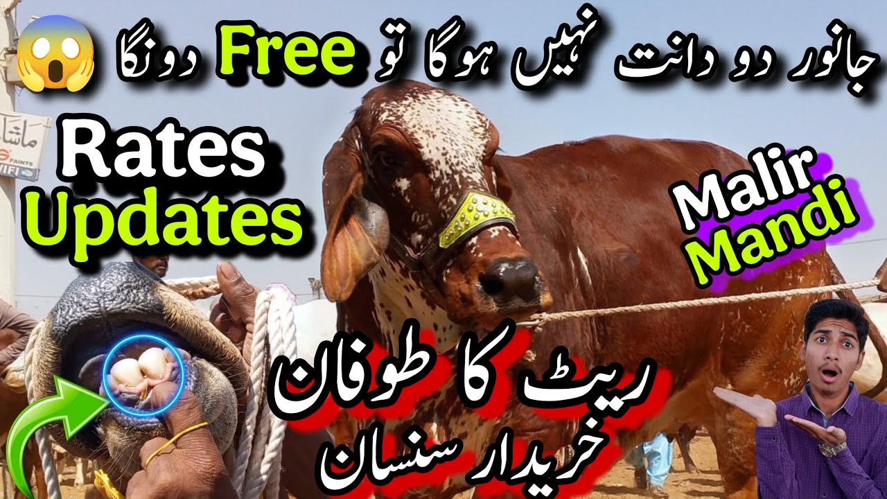 Ab Qurbani Hoi Muskil Rates Too High | 3-3-2026 | Malir Cow Mandi Rates Updates🥰