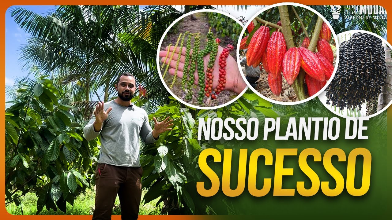 Nosso CONSÓRCIO de Açaí, Cacau e Pimenta-do-reino