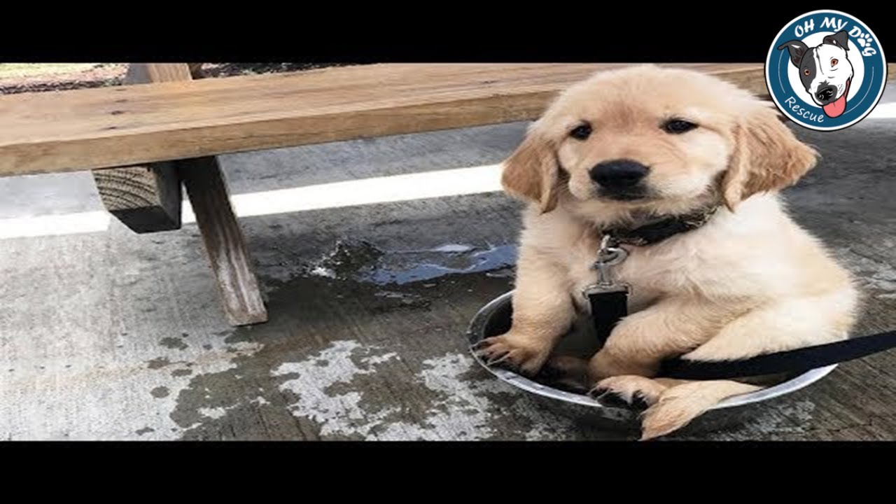 Best Of Cute Golden Retriever Puppies Compilation #26 - Funny Dogs 2018