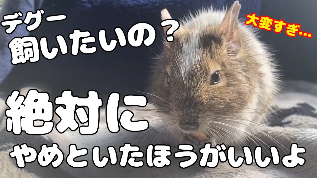 【最新版】デグーを迎えようか悩んでいる人へ【絶対飼わないほうがいいよ】