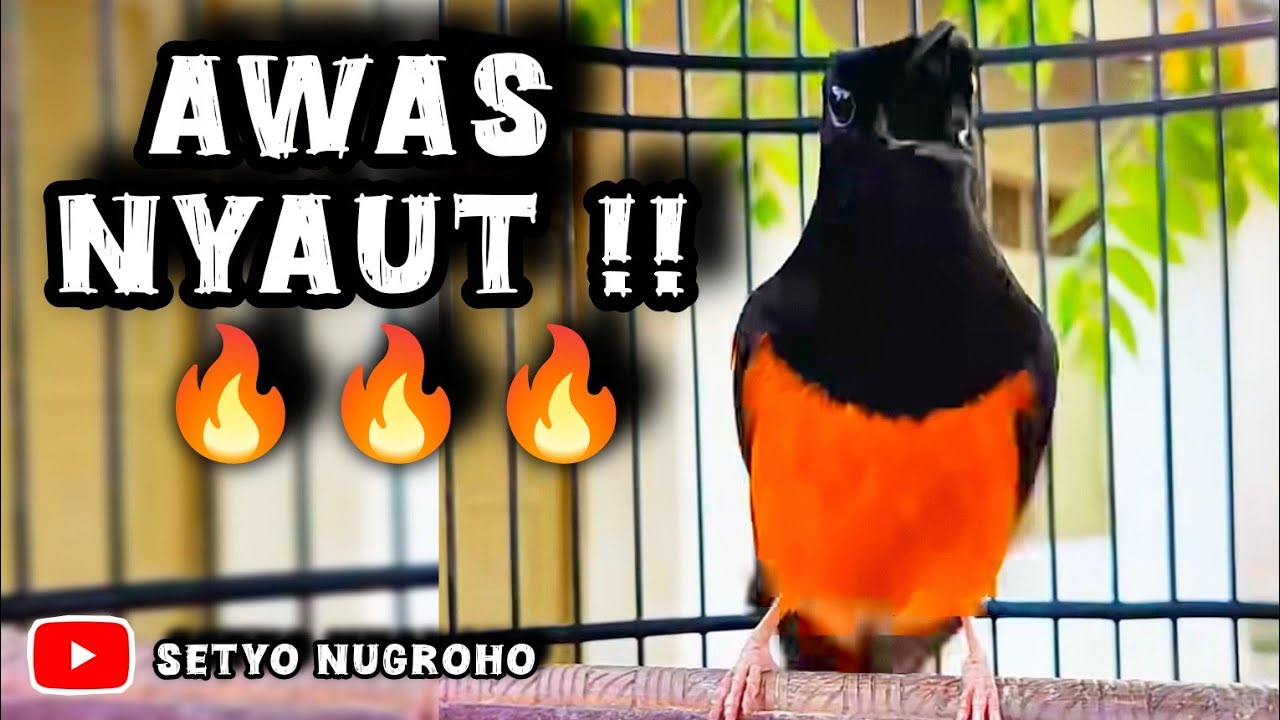 Pancingan kretekan murai batu agar bunyi #pancinganmuraimacet #pancinganmuraiagarbunyi #murai 