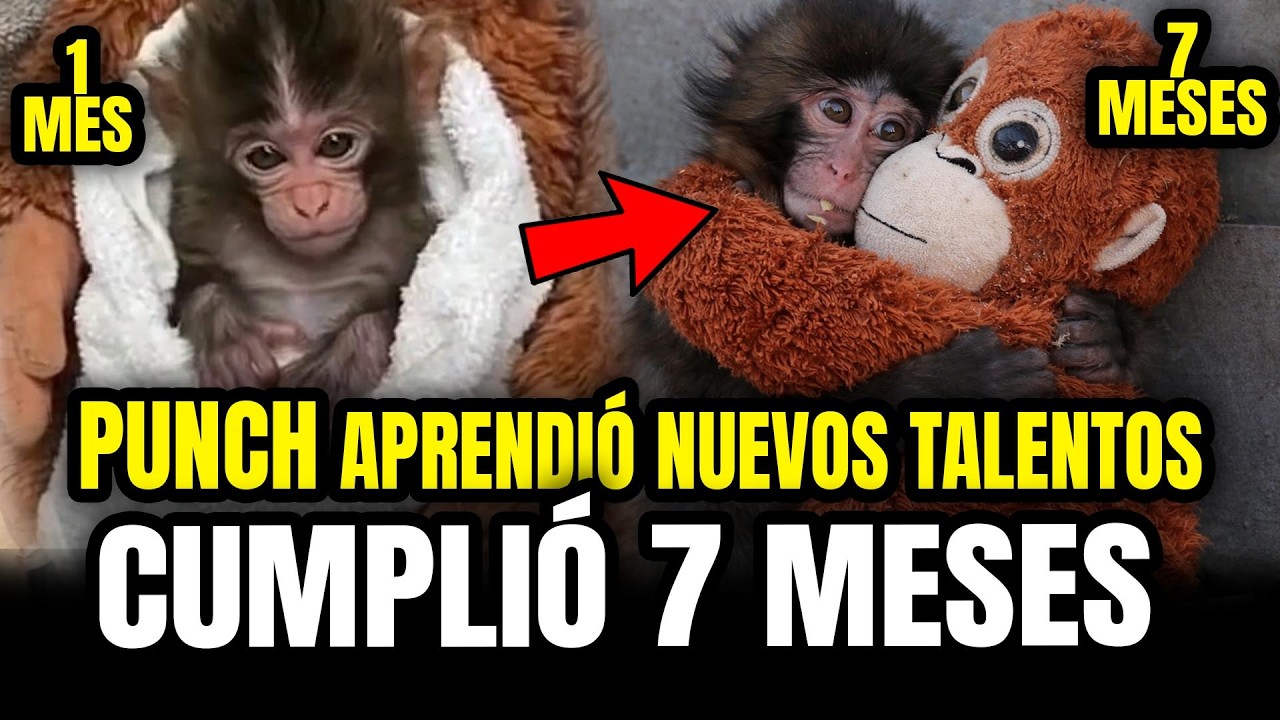 PUNCH CUMPLIÓ 7 MESES de VIDA y APRENDIÓ NUEVOS TALENTOS en el ZOOLÓGICO