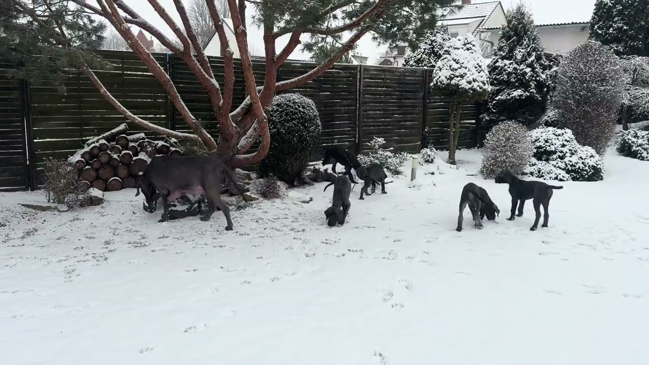 Great Dane Blue 3 months- 16.2.2026
