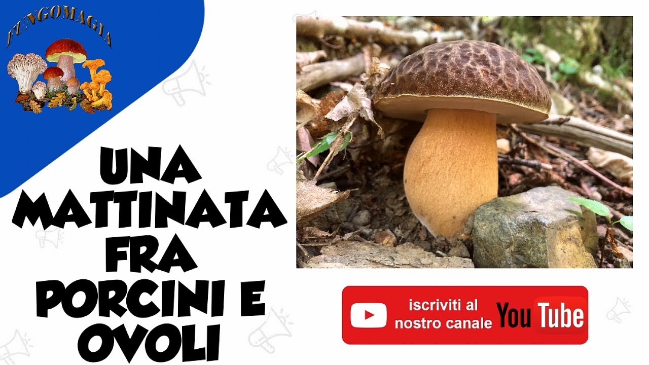 Una mattinata fra porcini e ovoli