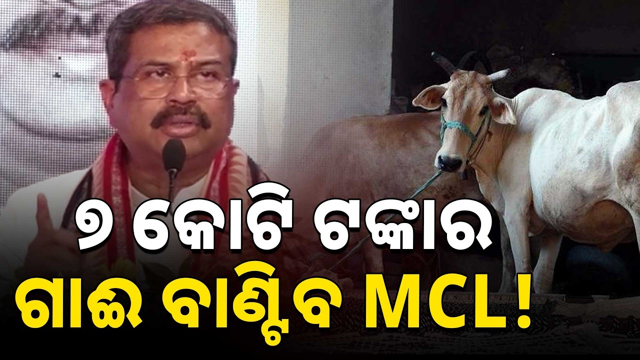 MCL To Distribute Cows Worth ₹7 Crore | Dharmendra Pradhan | Argus News