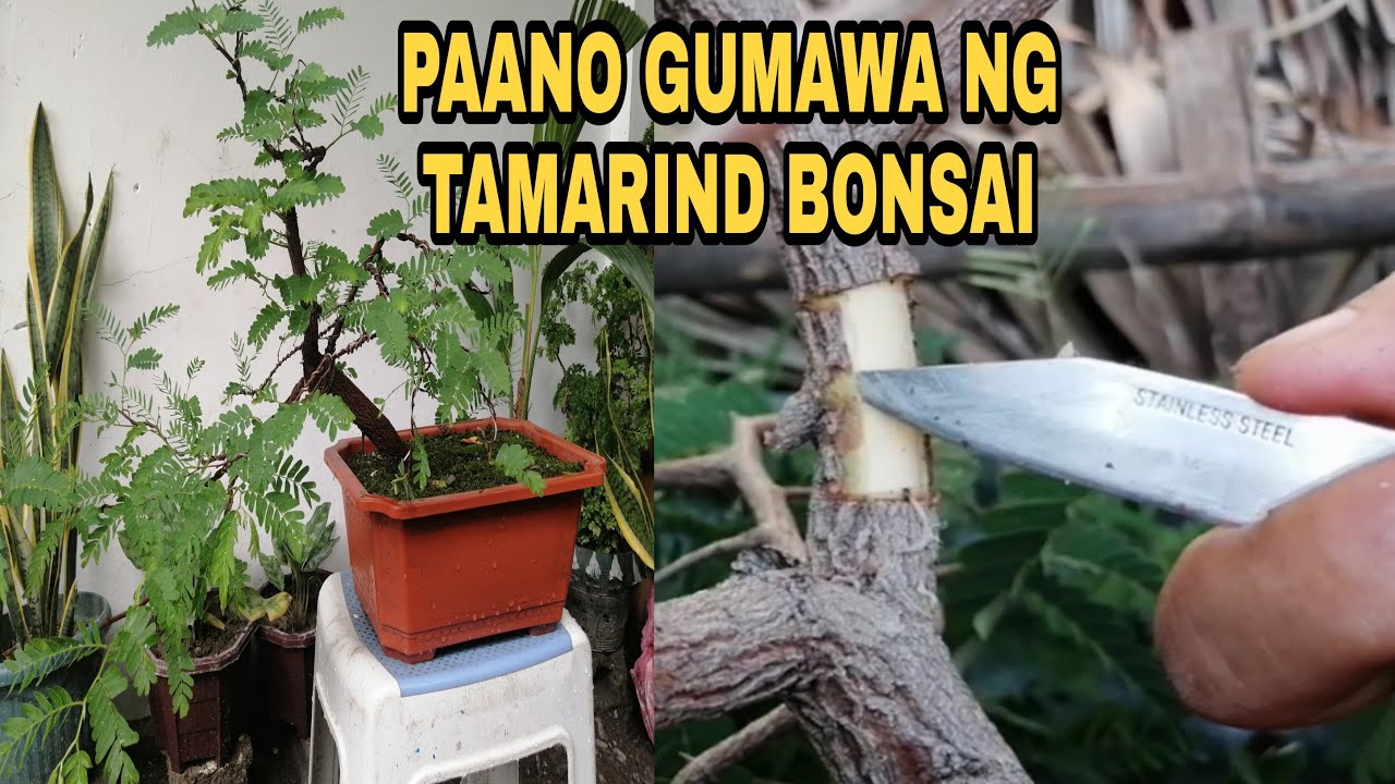 PAANO GUMAWA NG TAMARIND BONSAI || MARCOTTING / AIR LAYERING TAMARIND || EASY WAY HOW TO MAKE BONSAI